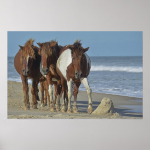 Wild Chincoteague Ponies, Assateague Island Beach Poster