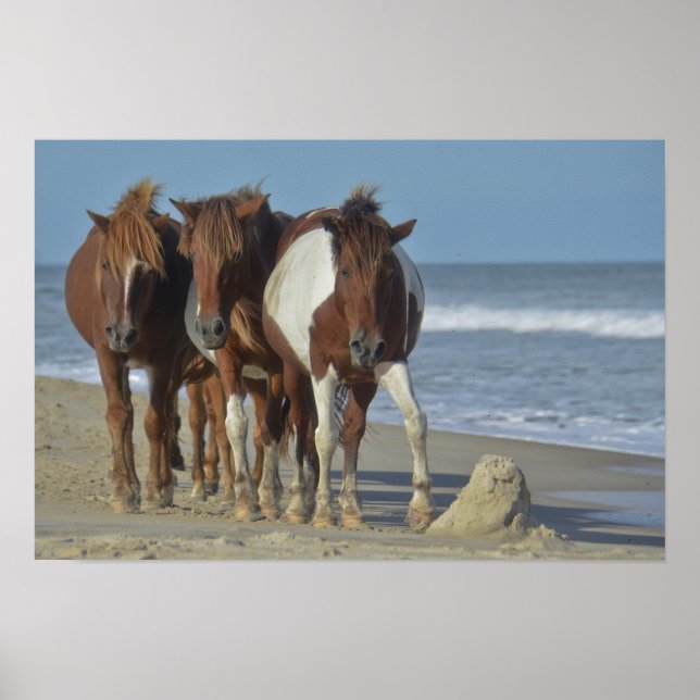 Wild Chincoteague Ponies, Assateague Island Beach Poster (Front)
