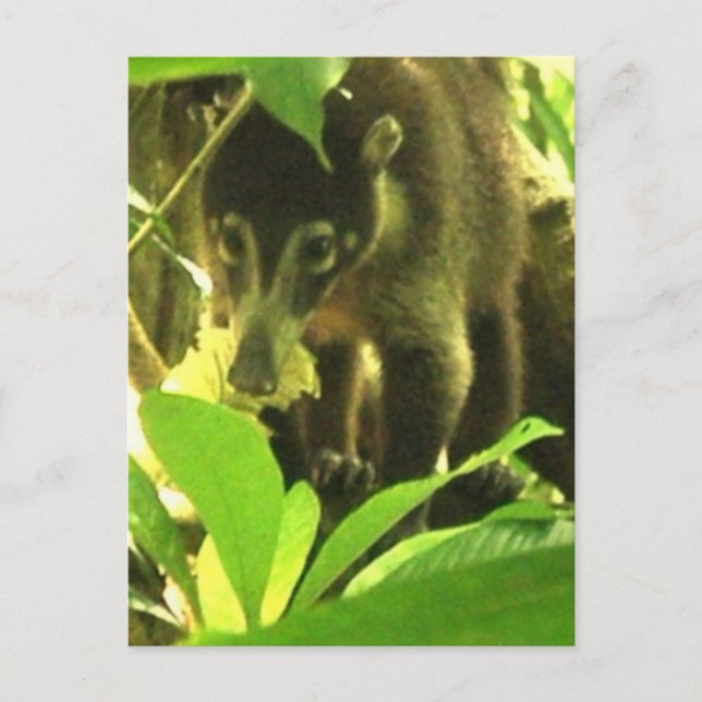 Wild Coati Postcard (Front)