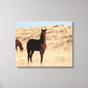 Wild Colt Canvas Print