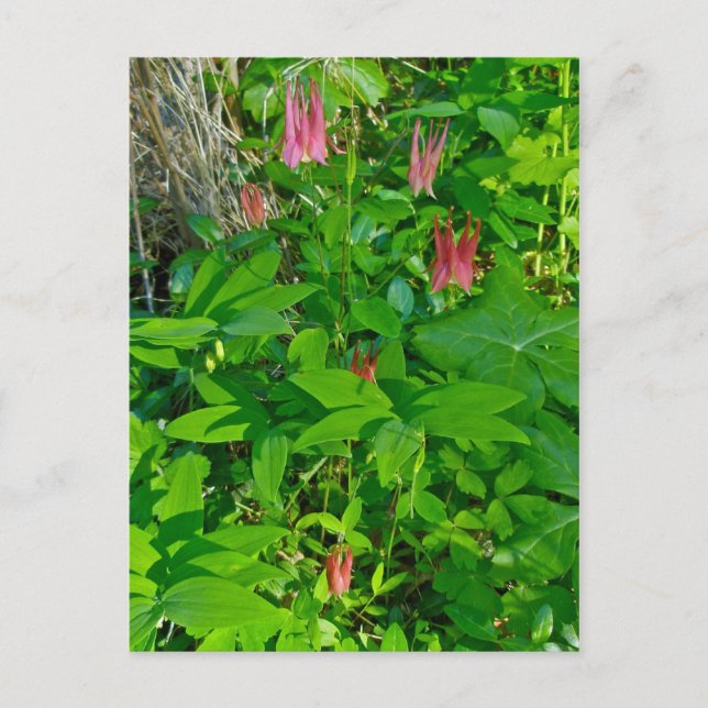Wild Columbine & Solomon's Seal Postcard (Front)