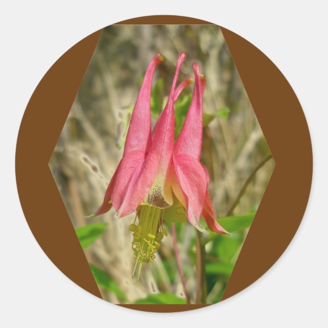 Wild Columbine Sticker (Front)