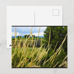 Wild Country Grass Postcard