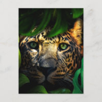 Wild Curiosity: Jaguar Lurking in the Jungle 