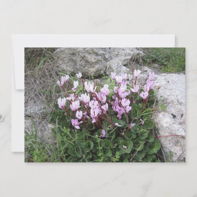 Wild Cyclamen Holiday Card (Front)