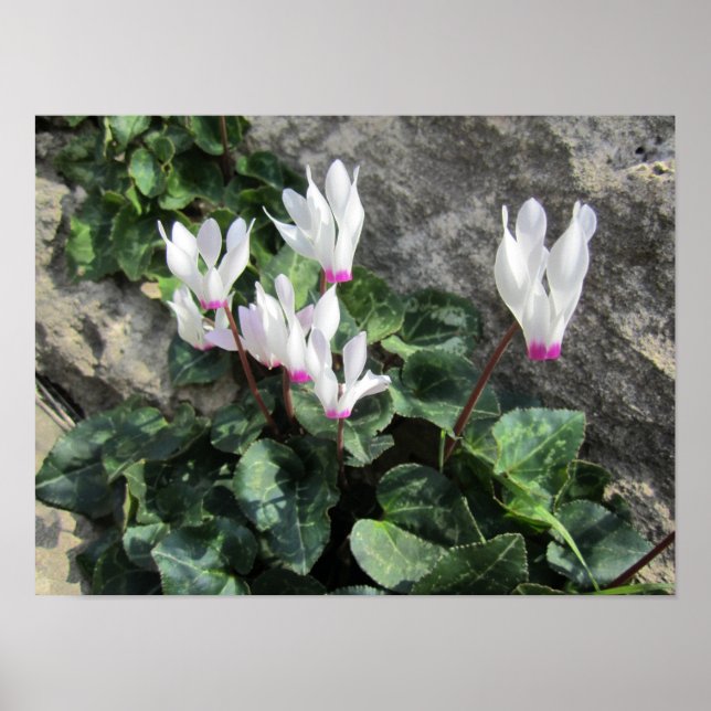 Wild Cyclamen Poster (Front)