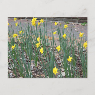 Wild Daffodils Postcard