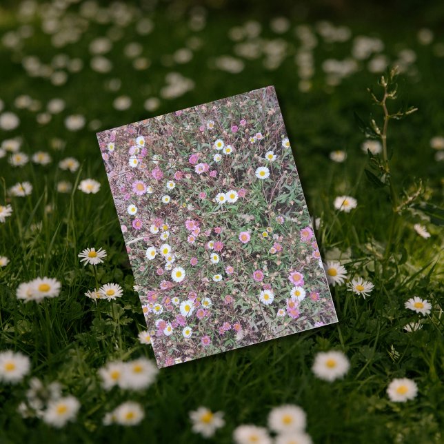 Wild Daisies and Pink Flowers in Natural Field Postcard (Creator Uploaded)