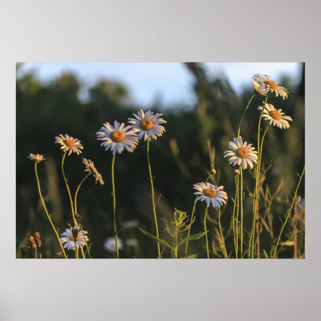 Wild Daisies in a Field Poster (Front)