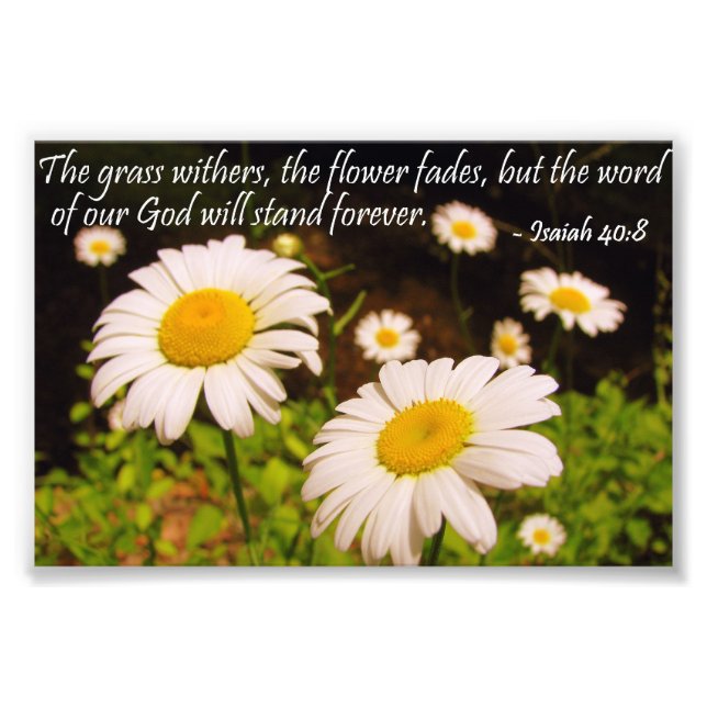 Wild Daisies with Isaiah 40:8 Photo Print (Front)