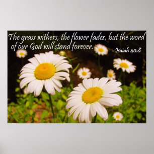 Wild Daisies with Isaiah 40:8 Poster