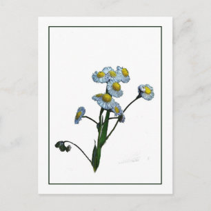 Wild Daisy Botanical Photo-Sketch Postcard