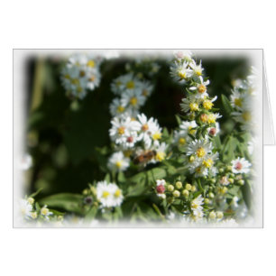 Wild Daisy Fleabane Flower Blank
