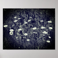 Wild Daisy Flowers Black And White 