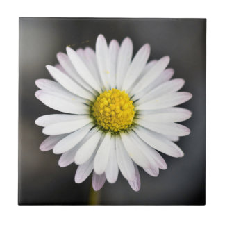 Wild Daisy White and Yellow Tile