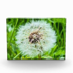 Wild Dandelion Romania Botanical Macro Photograpy Photo Block