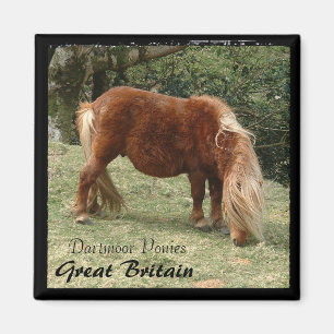 Wild Dartmoor Ponies - 2, England (Magnet) Magnet
