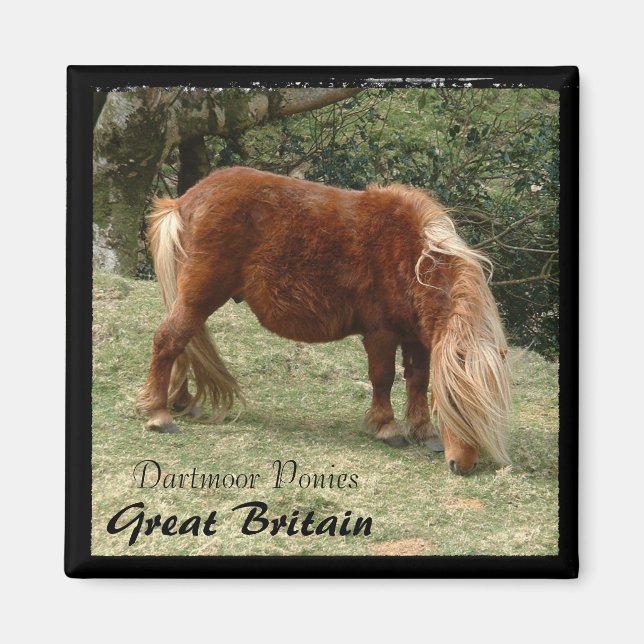 Wild Dartmoor Ponies - 2, England (Magnet) Magnet (Front)