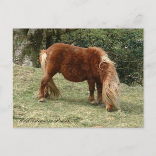 Wild Dartmoor Ponies, England / Horses Postcard
