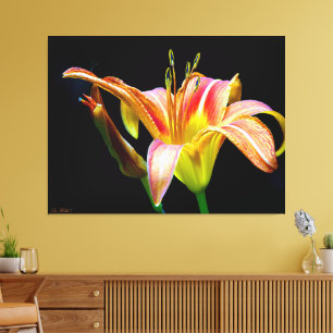 Wild Daylily On A Dark Morning Hike Canvas Print