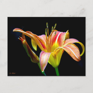 Wild Daylily On A Dark Morning Hike Postcard