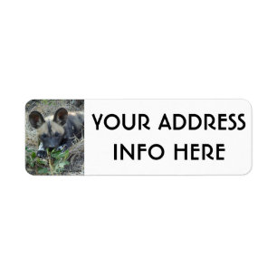 WILD DOG PUPPY 4