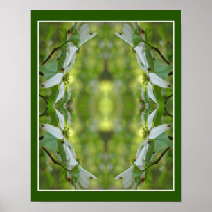 Wild Dogwood Flower Blossoms Abstract Poster