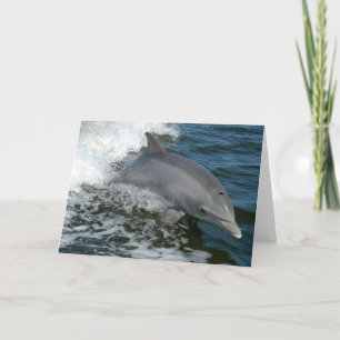 Wild Dolphin Greeting Card