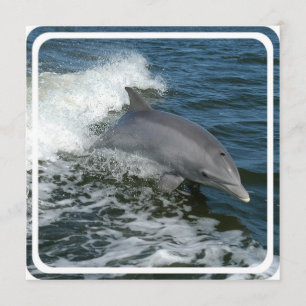 Wild Dolphin Invitation