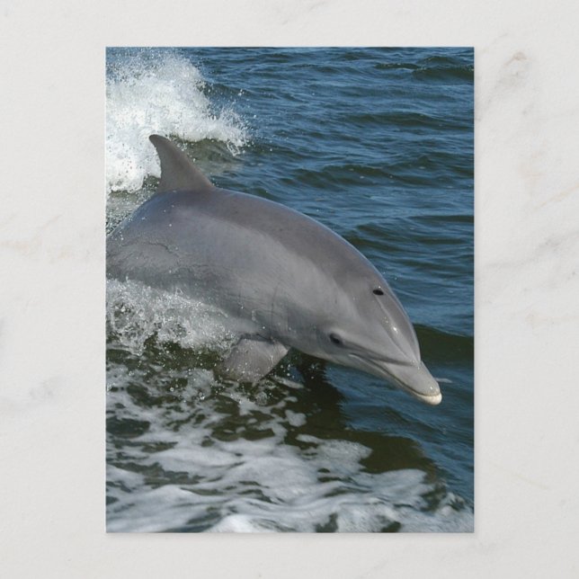 Wild Dolphin Postcard (Front)
