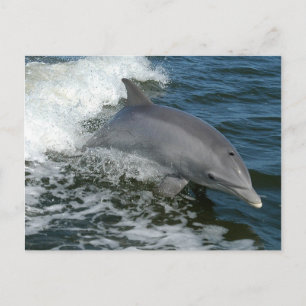 Wild Dolphin Postcard