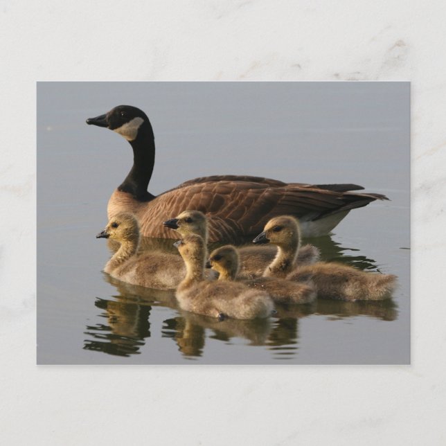 Wild duck family postcard (Front)