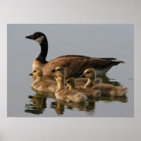 Wild duck family