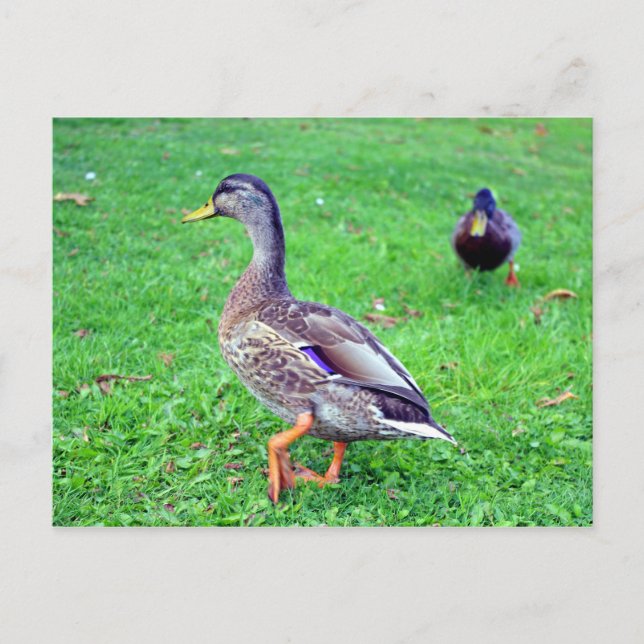 wild duck postcard (Front)