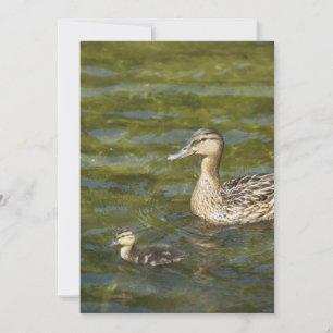Wild duck with duckling