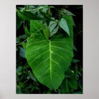 Wild Elephant Ear
