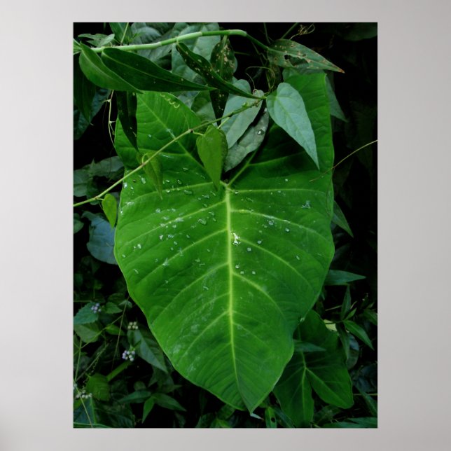 Wild Elephant Ear Poster (Front)