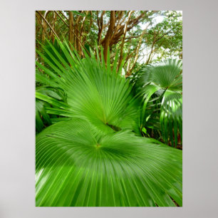 Wild Fan Palms Poster