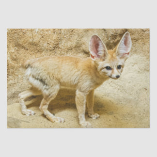 Wild Fennec Fox Tissue Paper