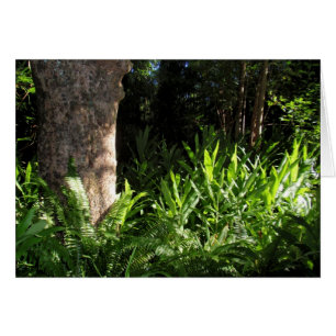 Wild Ferns and Ginger