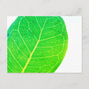 Wild Fig Rich Green Leaf Texture Postcard