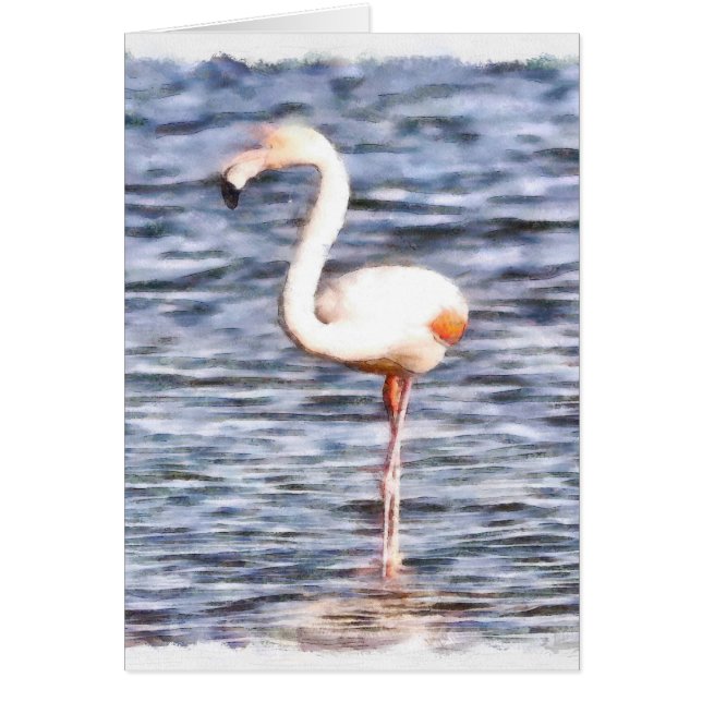 Wild Flamingo (Front)