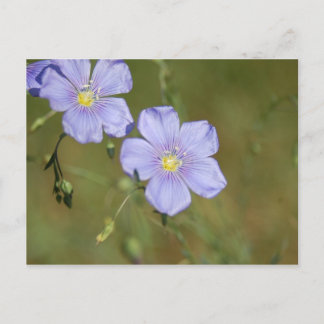 Wild Flax Flowers 2 Postcard