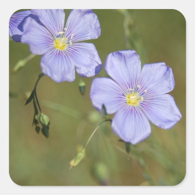 Wild Flax Flowers 2 Square Sticker (Front)