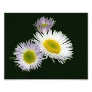 Wild Fleabane Daisy Flower 8x10 Photo Print
