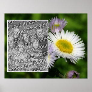 Wild Fleabane Daisy Flower Frame Add Your Photo Poster