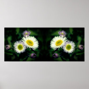 Wild Fleabane Daisy Flowers Mirror Abstract Poster