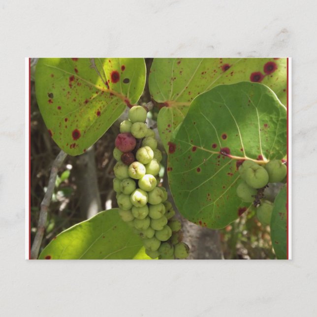 Wild Florida Sea Grapes Post Card (Front)
