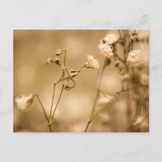 Wild Flower Closeup With Warm Sepia Tone Postcard