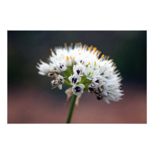 Wild Flower Photo Print